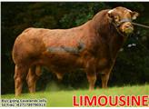 Tinh bò thịt Limousine